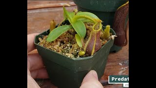 Hybrid Highlight Nepenthes Stoic Twilight N spathulata x tentaculata [upl. by Rhett922]