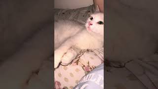 Cat Purring Sound Effect purringcat purring [upl. by Nichols]