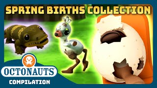 Octonauts  🌼 MEGA Spring Births Collection 🐣  3 Hours Easter Special Full Episodes Marathon [upl. by Naginnarb]