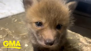 Rescued fox cubs tour their new home at sanctuary l GMA [upl. by Aicilak]