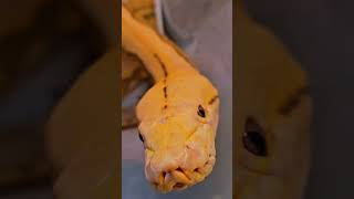 Reticulated python exploring [upl. by Filahk729]