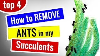 How to remove ants from plants  4 Signs you have ANT infestation amp FIX  Succulents for beginners [upl. by Jacoby]