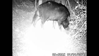 Hog on trail camera caught in snare Terra 10 [upl. by Bran]