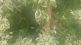 Ficus obliqua ´variegata´ [upl. by Uliram]