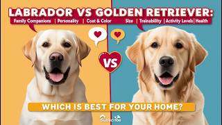 Labrador vs Golden Retriever Which is Right for You goldenretriever labradorretriever [upl. by Emiolhs]