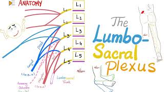 The Lumbosacral Plexus  Anatomy Series [upl. by Salazar]