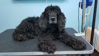 Grooming An Old Cocker Spaniel With Lots Of Tumors [upl. by Ymereg]