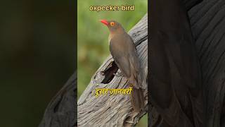 Oxpecker bird  CLEANER😨😨😨 BIRDSfactsfactoholicfactsdastanfactsmineytshortsshorts [upl. by Rosco]