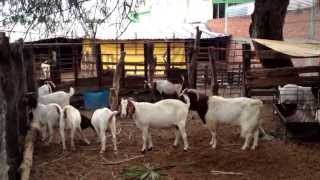 Cabras boer de Criadero Montero en Puebla whats 237 106 28 47 boer chivos cabras caprinos [upl. by Tnert]