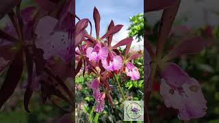 An amazing Orchid highlight  Encyclia phoenicea [upl. by Weisman]