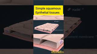 Simple Squamous Epithelial Tissues humananatomy [upl. by Archangel]