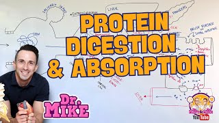 Protein Digestion and Absorption [upl. by Alethia720]