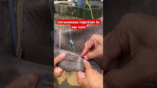 Intravenous injection in ear vein l dr Umar khan [upl. by Berns]