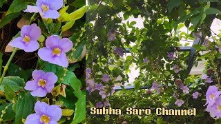 Thunbergia Plant Care Bengal Clock Vine care and propagation [upl. by Nirhtak730]