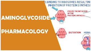 AMINOGLYCOSIDE PHARMACOLOGY CLASSIFICATION MECHANISM OF ACTION STREPTOMYCIN GENTAMICIN OSMOSIS [upl. by Ahsil]