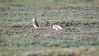 Whiterumped Snowfinch Onychostruthus taczanowskii  Flower Lake to Ruourgai China 1552018 [upl. by Hirz]