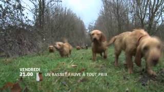 Un basset fauve à tout prix [upl. by Kinnie]