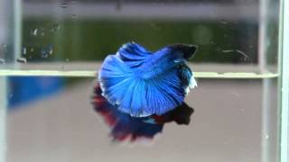 Betta Splendens  031374 Turquoise Singletail Male [upl. by Hillman180]