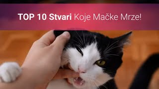 🐈 Što Mačke Mrze Top 10 Stvari Koje Ljudi Rade Mačkama A Mačke Ih Mrze [upl. by Enomal]