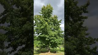 Sweetgum  crown  August 2024 [upl. by Lorelie]