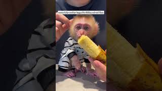 Rescue baby monkey trapped in fishing net and then monkey babymonkey short [upl. by Nirrep]