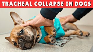 Tracheal Collapse in Dogs  CAUSES and TREATMENT [upl. by Gnuhn]