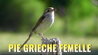 PIE GRIECHE ECORCHEUR FEMELLE [upl. by Tirrej]