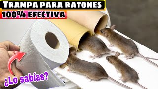 Como Eliminar RATAS y RATONES de Manera Eficaz [upl. by Casta]