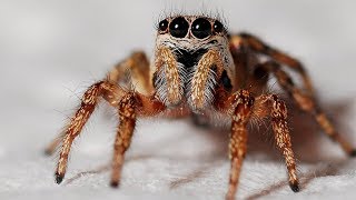 How Do Spiders Make Their Webs with Spider Expert Cheryl Y Hayashi [upl. by Einaej830]