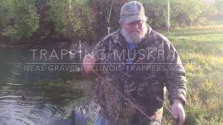 Trapping Muskrats on a pond edge [upl. by Annaehr73]