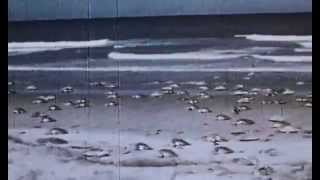 1947 clip of an arribada — what healthy sea turtle populations should look like [upl. by Llenrap115]