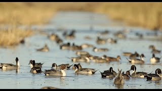 Northern pintail duck  Sacramento National Wildlife Refuge 2022 [upl. by Rafa]