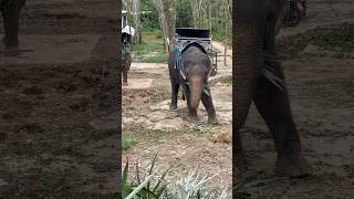 Phuket Elephant Ride phuket elephant travel [upl. by Shulman]