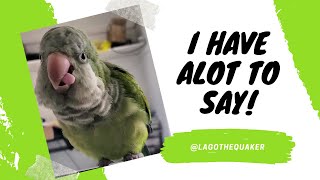 Lago the Quaker Parrot Talking Videos Compilation [upl. by Tabatha394]