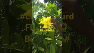 🌻🌿Sponge Gourd FlowerLuffa CylindricaLuffa AegyptiacaYoutube shortsMy channel not Monitize yet [upl. by Eerrehc]