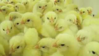 Animal Equality investigation in chicken hatcheries [upl. by Alset]