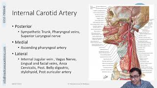 Internal Carotid Artery [upl. by Ahsaercal]