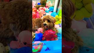 My dog got STUCK in a CLAW MACHINE [upl. by Notlehs]