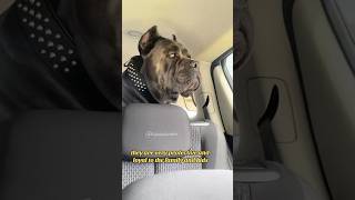 5 Top reasons to get a Cane Corso dog canecorso bigdog life family strong shorts [upl. by Teeniv501]