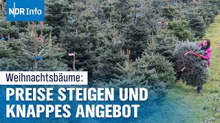 Teure Weihnachtsbäume 2024 Warum die Preise in die Höhe schießen  NDR Info [upl. by Narmak]