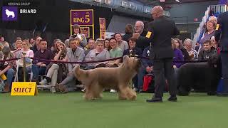 Briards  Breed Judging 2020 [upl. by Sorodoeht]