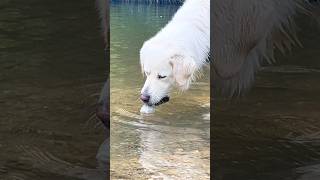 Maremma sheepdog playing ball in the water ⚾💦 sheepdog maremma dogplaying pengpeng [upl. by Laohcin]