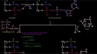 Glycerophospholipid Synthesis Part 4 of 4  Eukaryotes [upl. by Vivle]