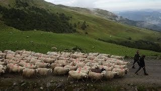 Pays basque  Transhumance d’automne ou la fin des estives en Soule [upl. by Darton]