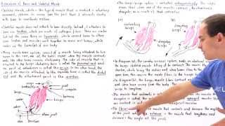 AgonistAntagonist Muscle Pairs [upl. by Alletsirhc]