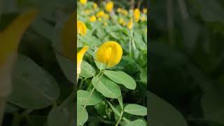 Arachis duranensis [upl. by Roath]