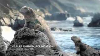 IWC  TV Campaign Film [upl. by Pollyanna]