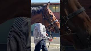 Sharp quotNquot Smart has arrived horsetraining horseracing horse horses flemington shorts [upl. by Fiske]