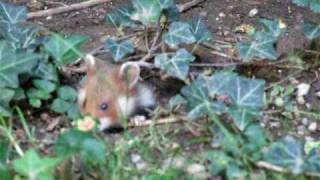 FeldhamsterBaby  Baby European hamster [upl. by Redliw721]