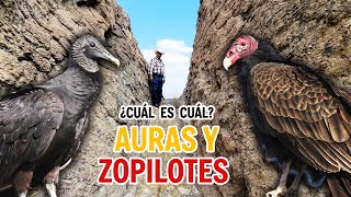 SUBIMOS AL CERRO DE TETILLAS y ENCONTRAMOS ZOPILOTES [upl. by Auqinahs]